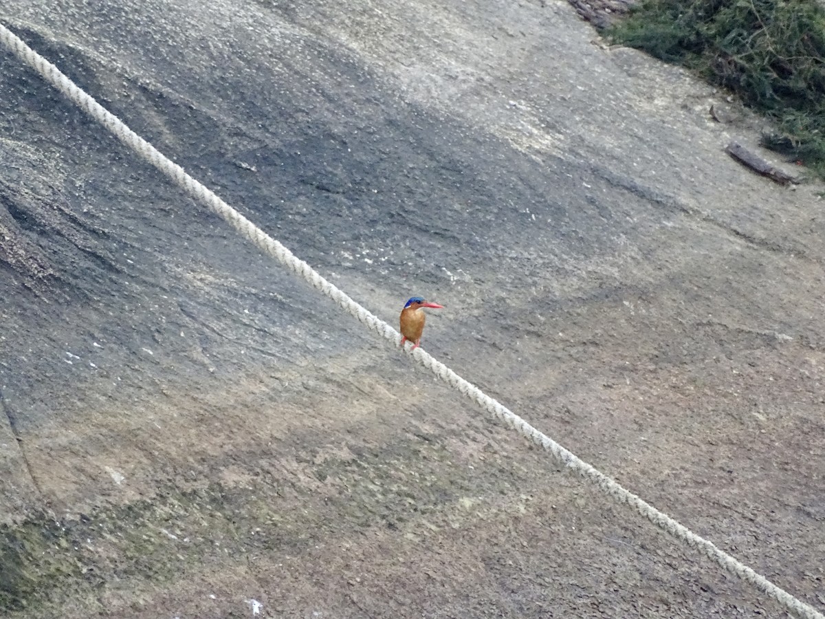 Malachite Kingfisher - ML617125107