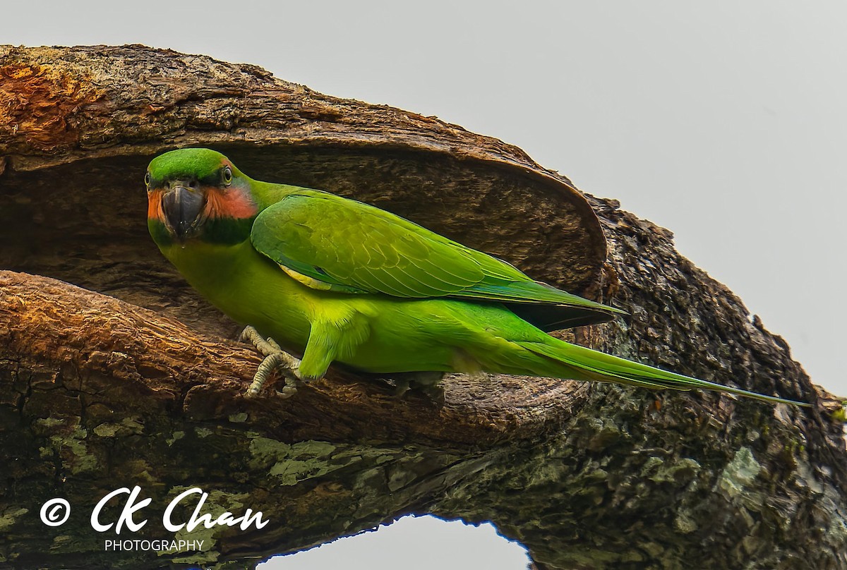 Long-tailed Parakeet - Chee Keong Chan