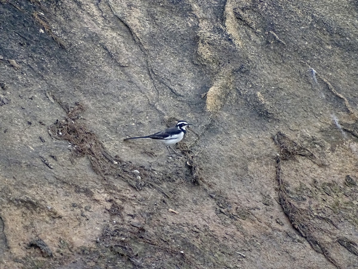 African Pied Wagtail - ML617125124