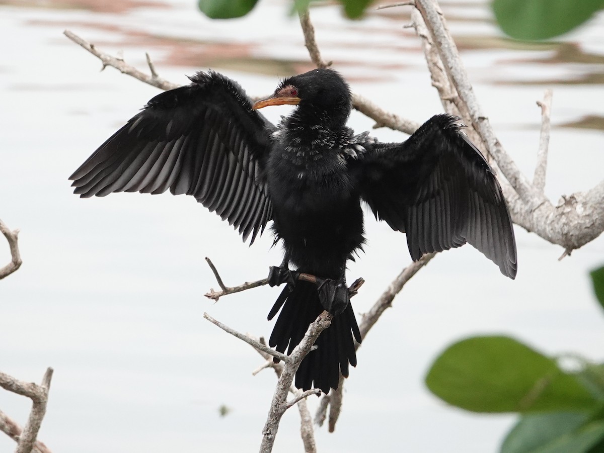 Long-tailed Cormorant - ML617125154