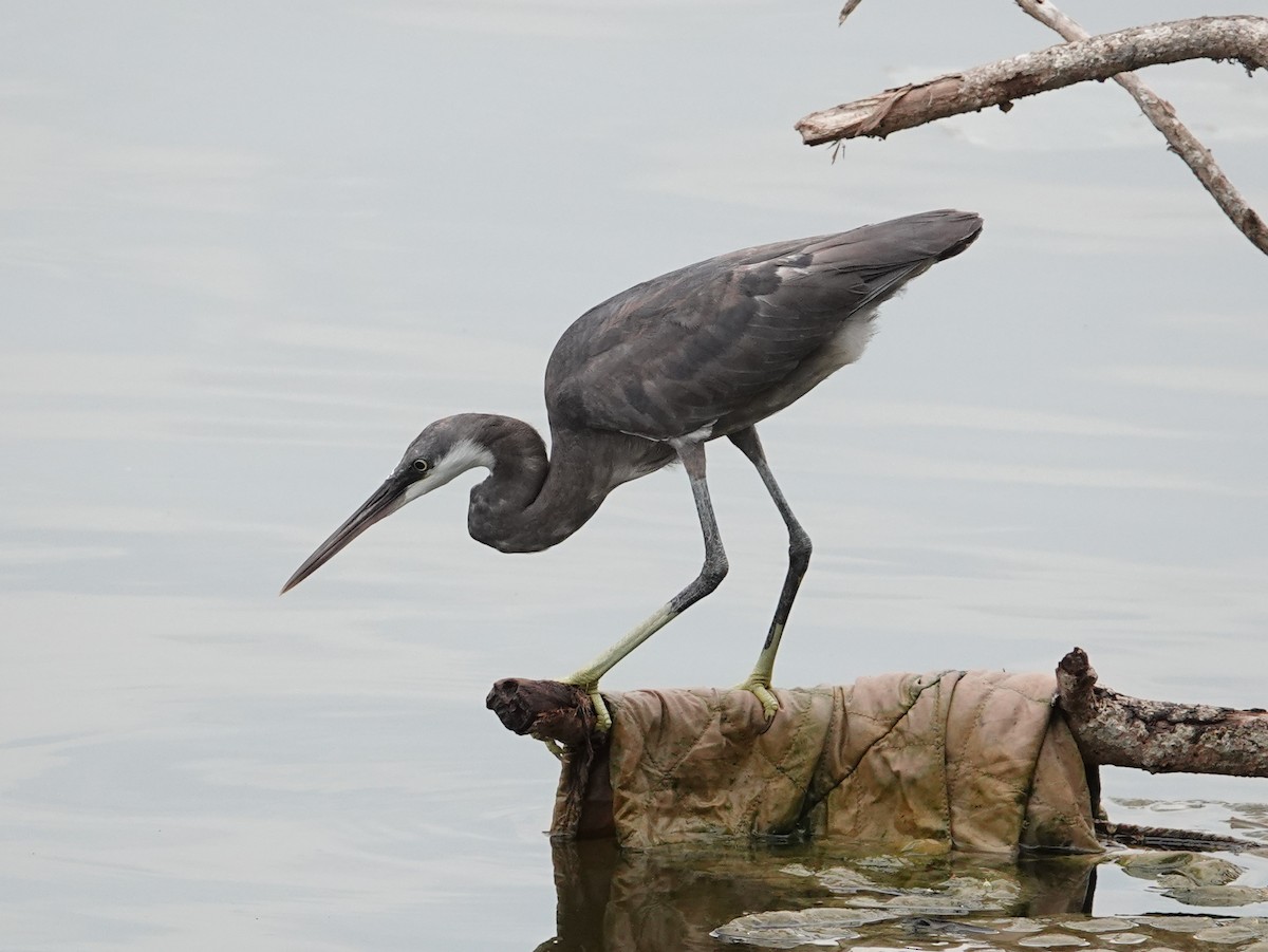 Western Reef-Heron - ML617125156