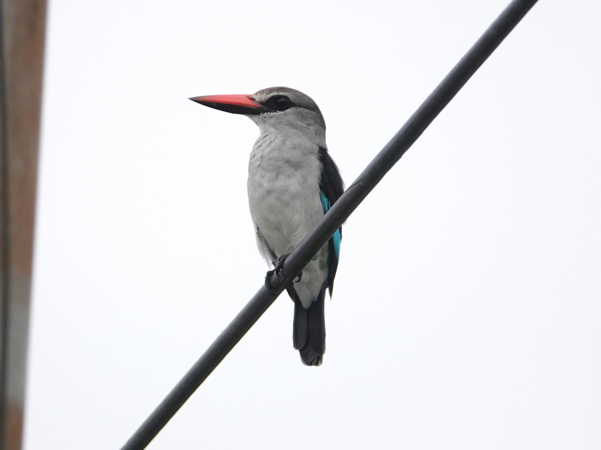 Martin-chasseur du Sénégal - ML617125159