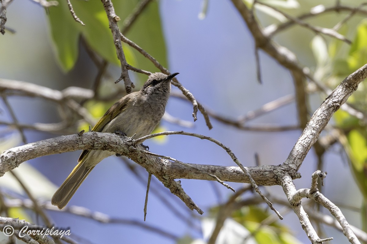 Brown Honeyeater - Fernando del Valle