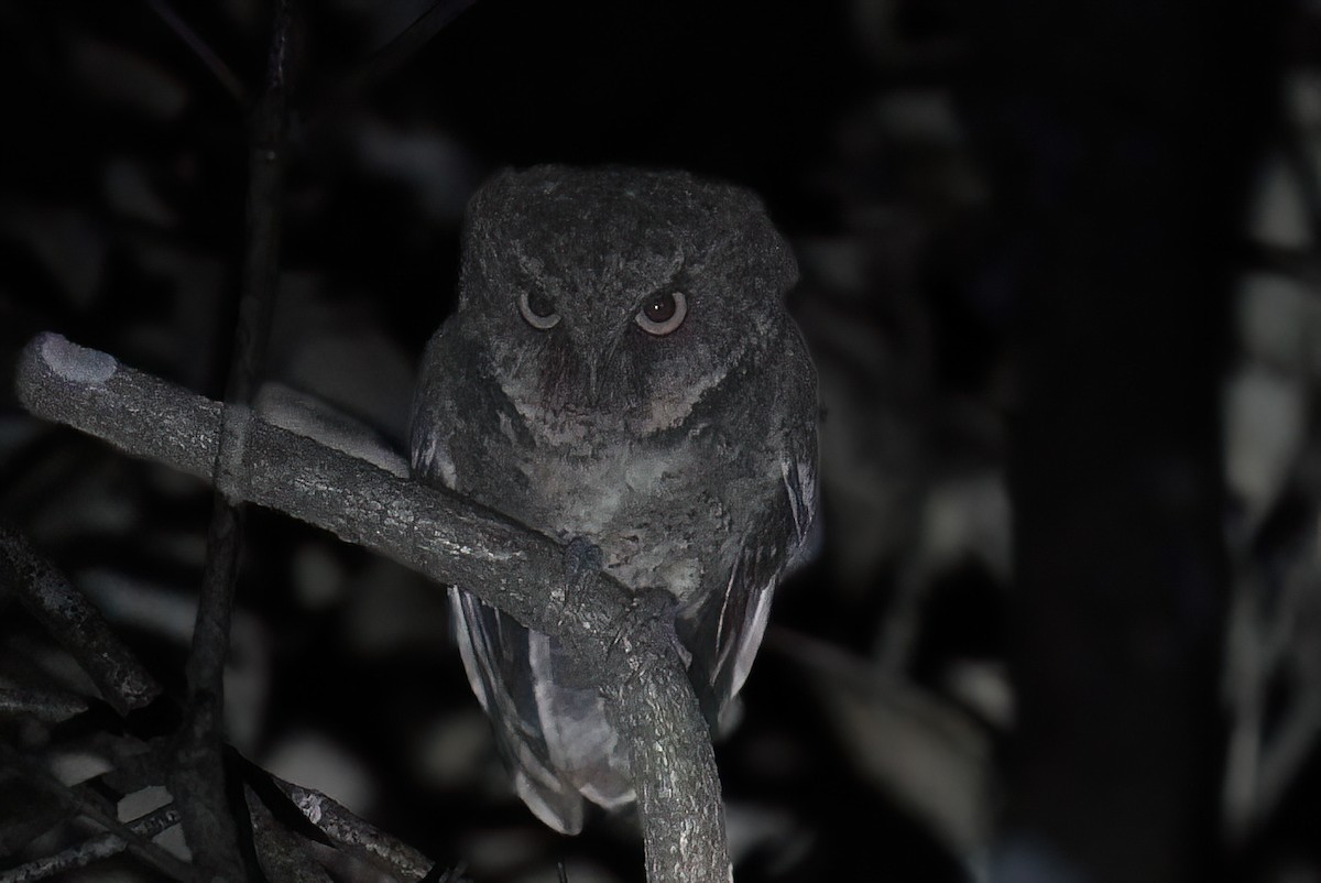 Mountain Scops-Owl - ML617125191