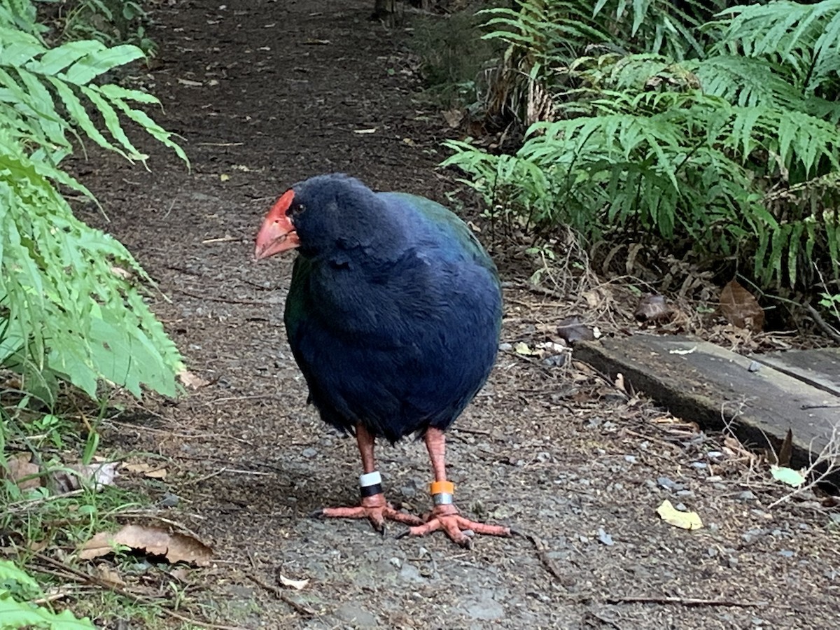 South Island Takahe - ML617125193