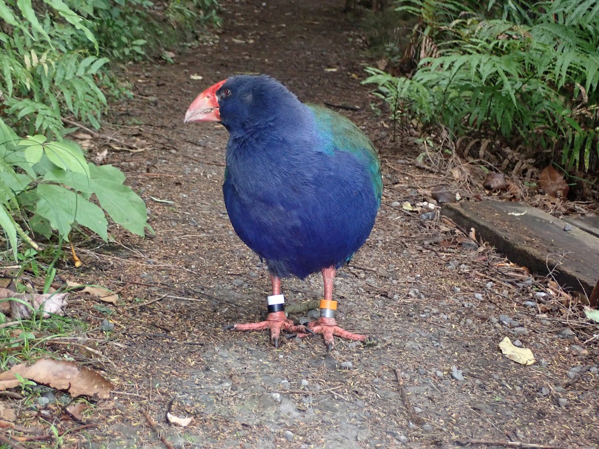 South Island Takahe - ML617125196