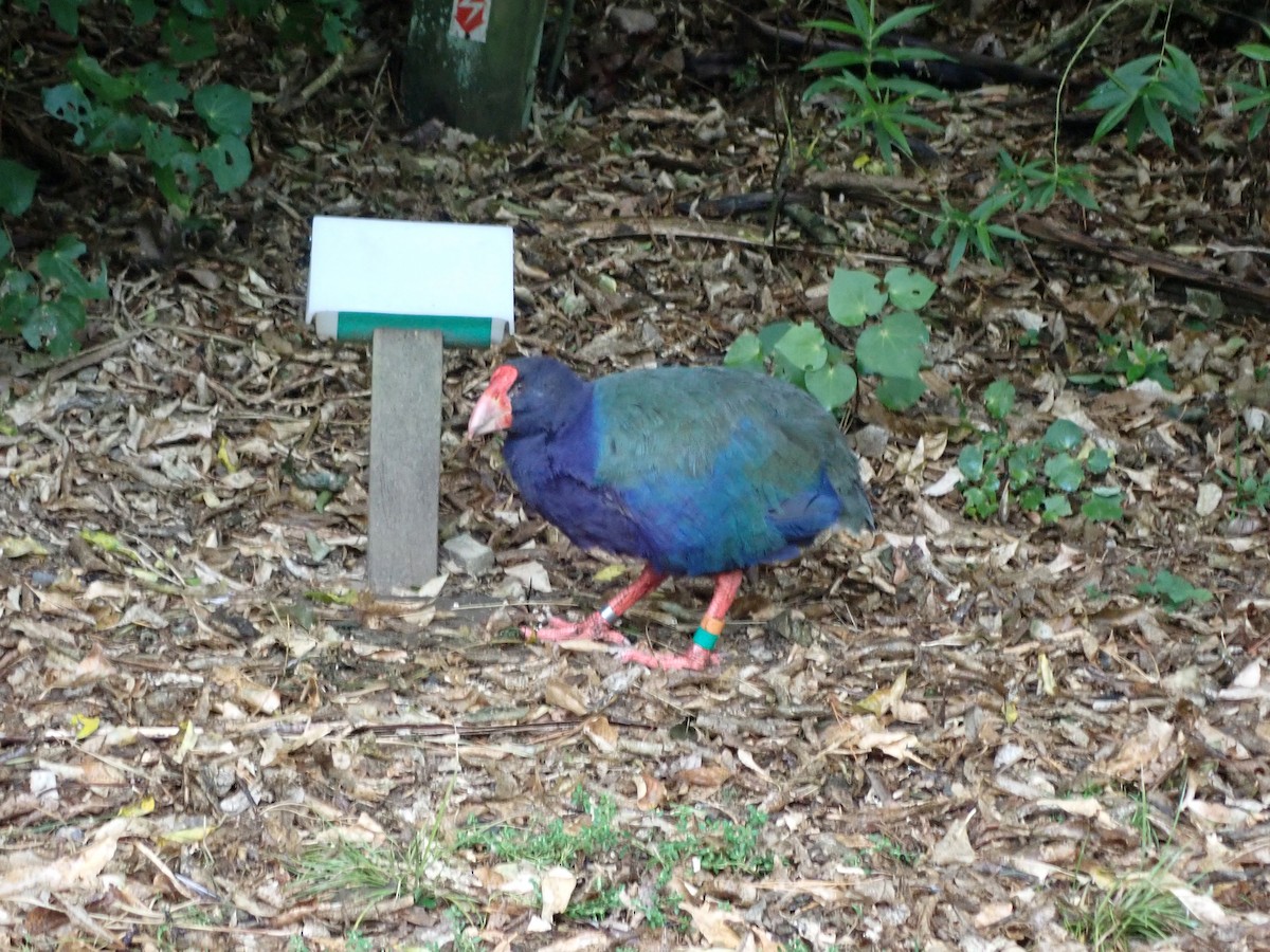 South Island Takahe - Nikolas Haass