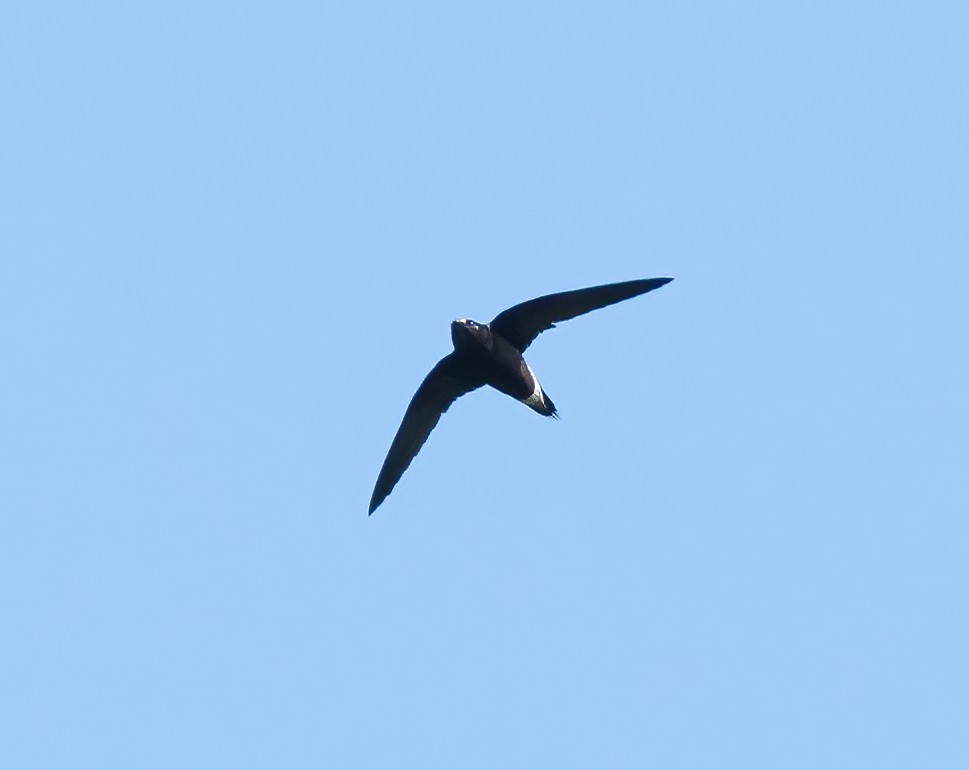 Brown-backed Needletail - Wilbur Goh