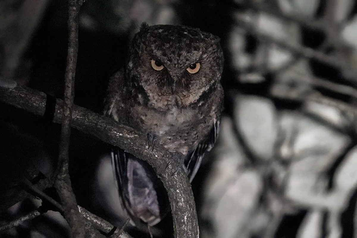 Mountain Scops-Owl - ML617125208