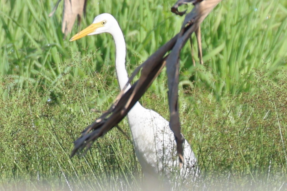 Plumed Egret - Bay Amelia Reeson