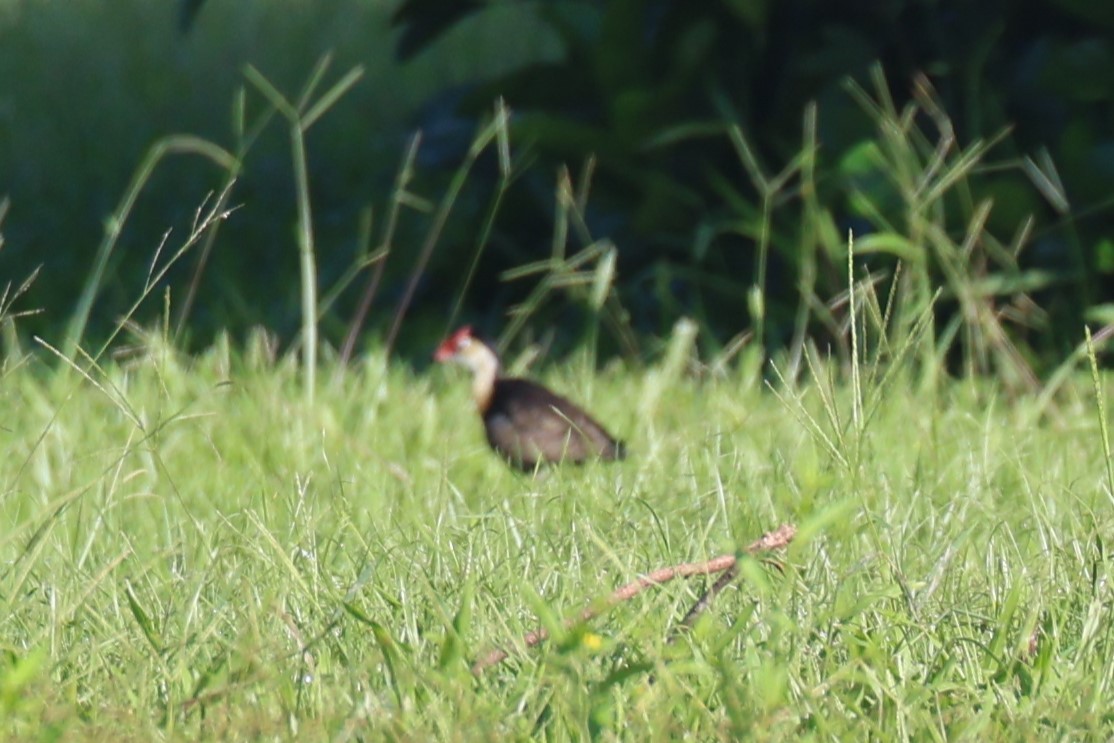 Comb-crested Jacana - Bay Amelia Reeson