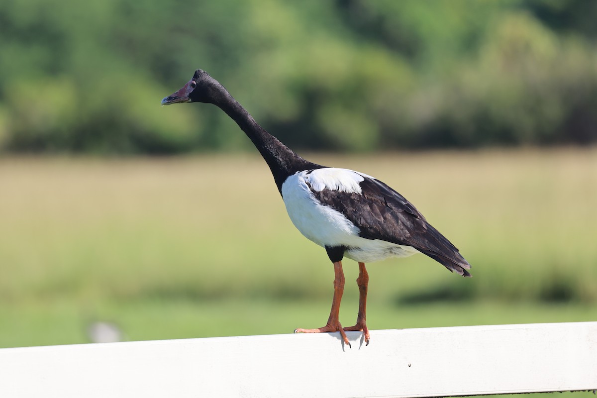 Magpie Goose - ML617125256