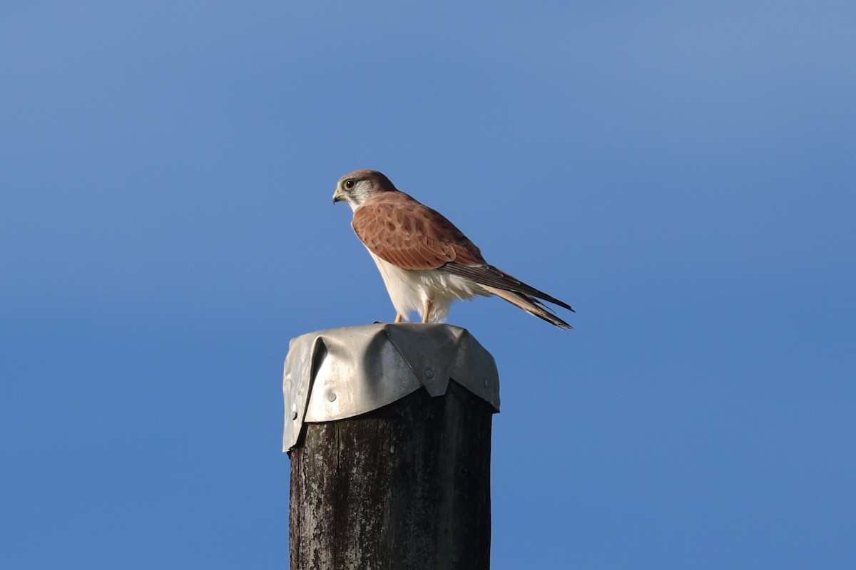 Nankeen Kestrel - Bay Amelia Reeson