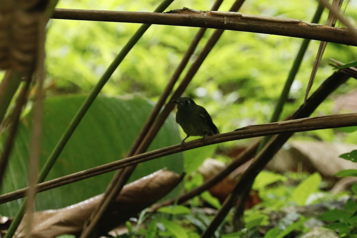 Olive-streaked Flycatcher - Paul Bonfils