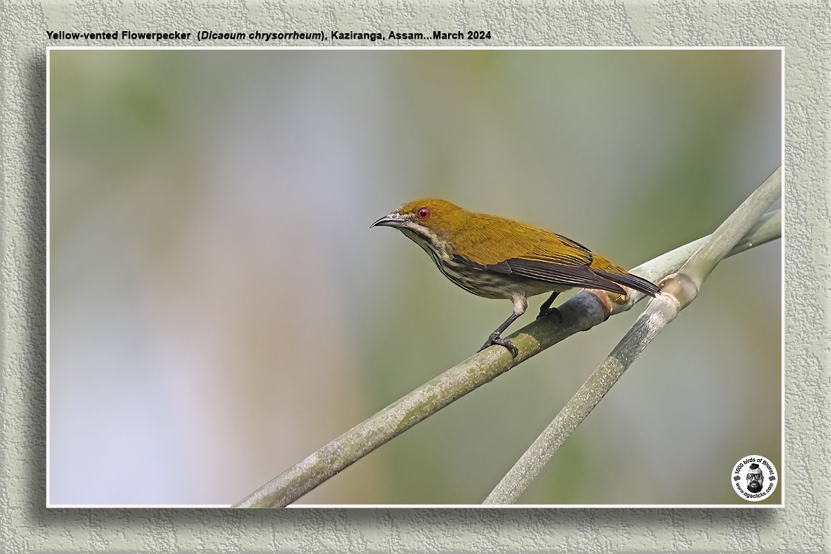 Yellow-vented Flowerpecker - ML617125266