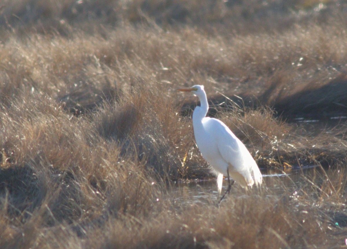 Great Egret - ML617125308