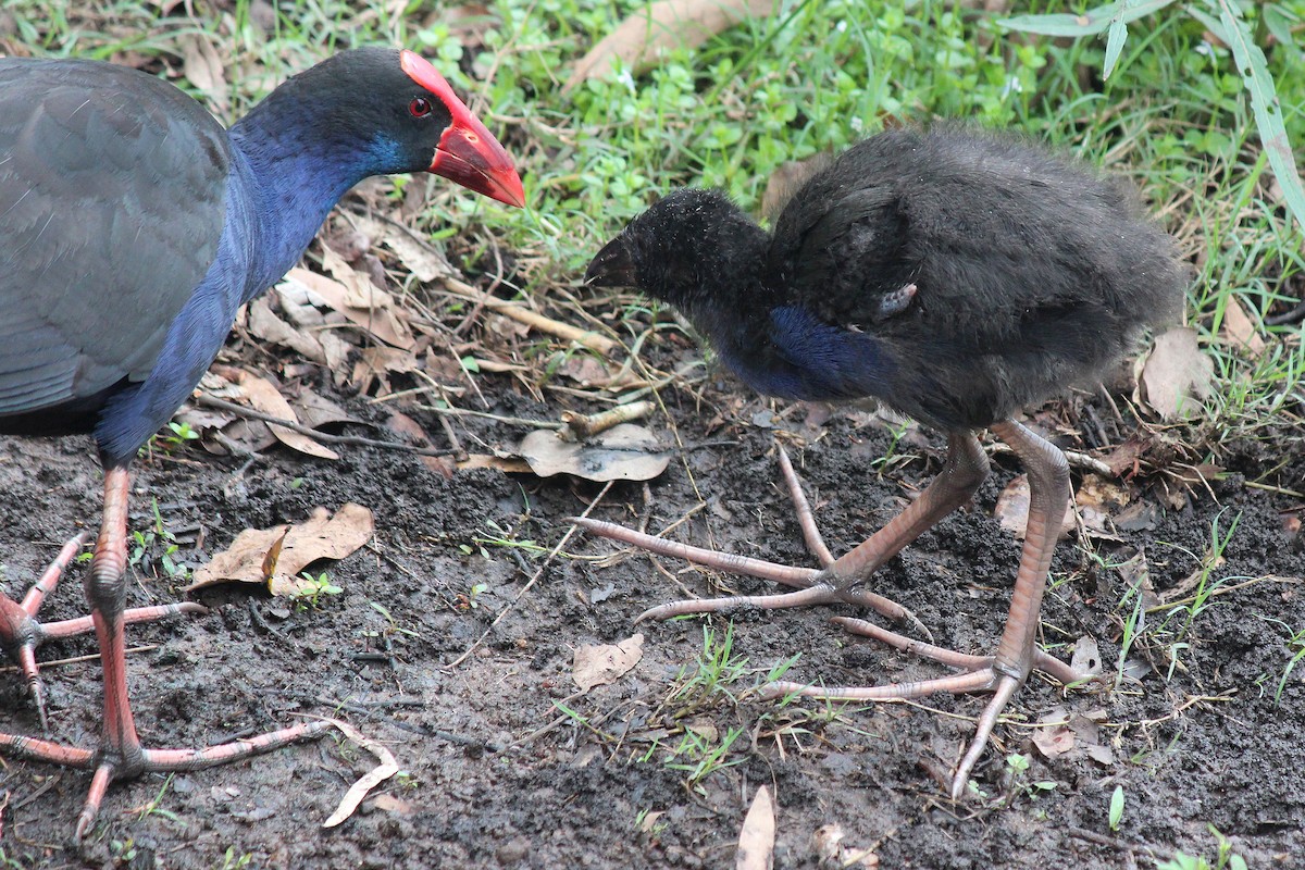 Australasian Swamphen - Barbara & Brian O'Connor