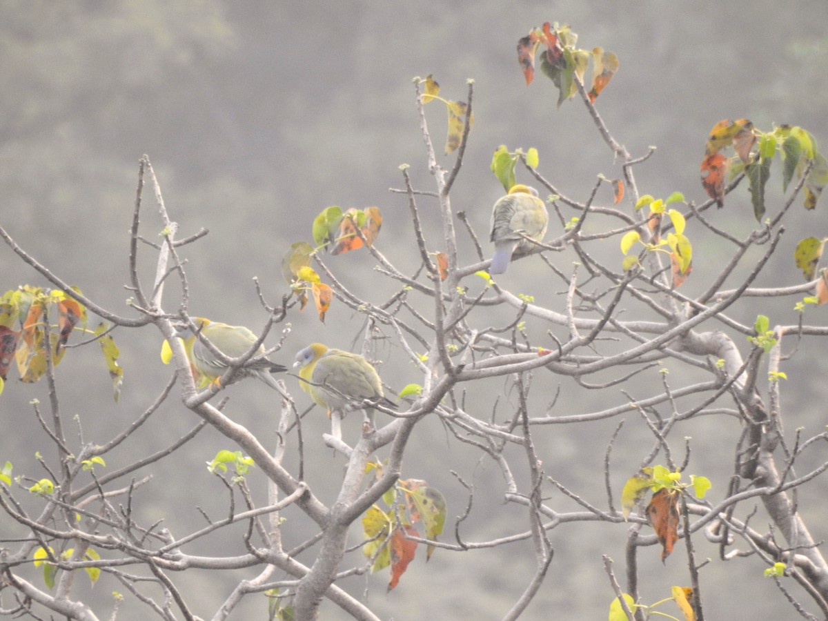 Yellow-footed Green-Pigeon - Kiranmayee K