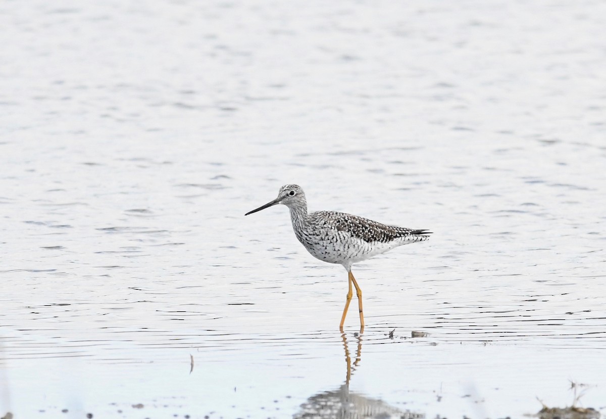 Greater Yellowlegs - ML617125330