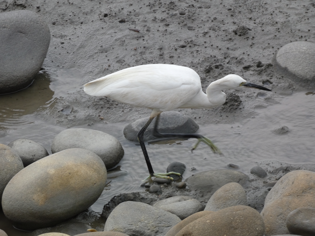 Little Egret - ML617125374