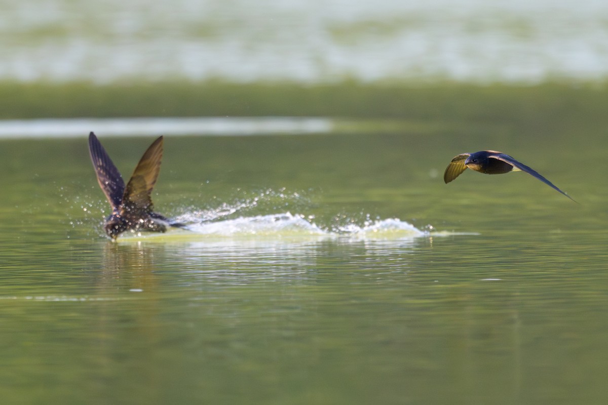 Silver-backed Needletail - Sylvain Reyt