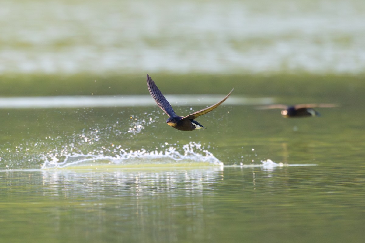 Silver-backed Needletail - ML617125403