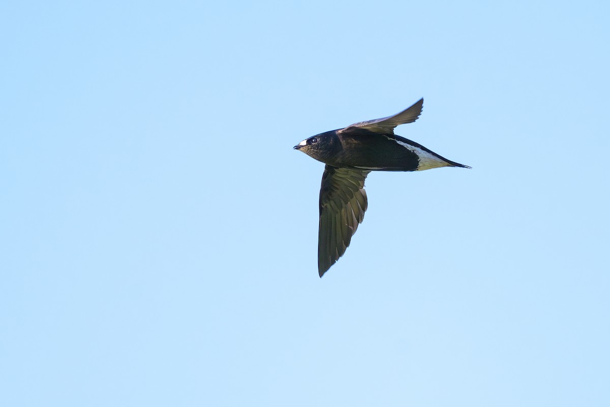 Brown-backed Needletail - Sylvain Reyt