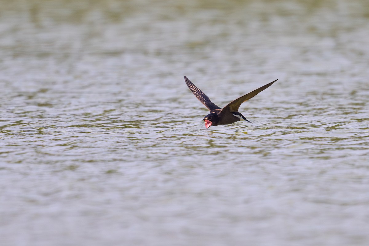 Brown-backed Needletail - Sylvain Reyt