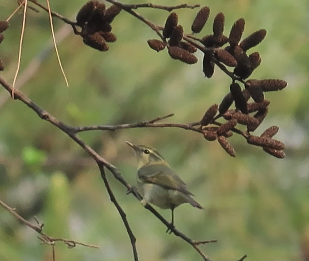 Luì verdastro - ML617125418