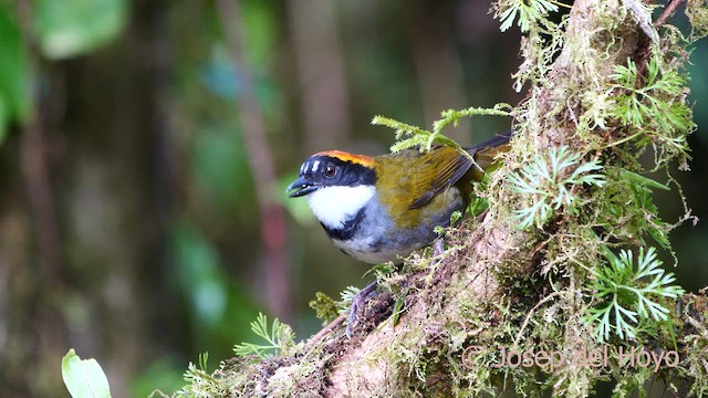 Cerquero Coronicastaño (grupo brunneinucha) - ML617125419