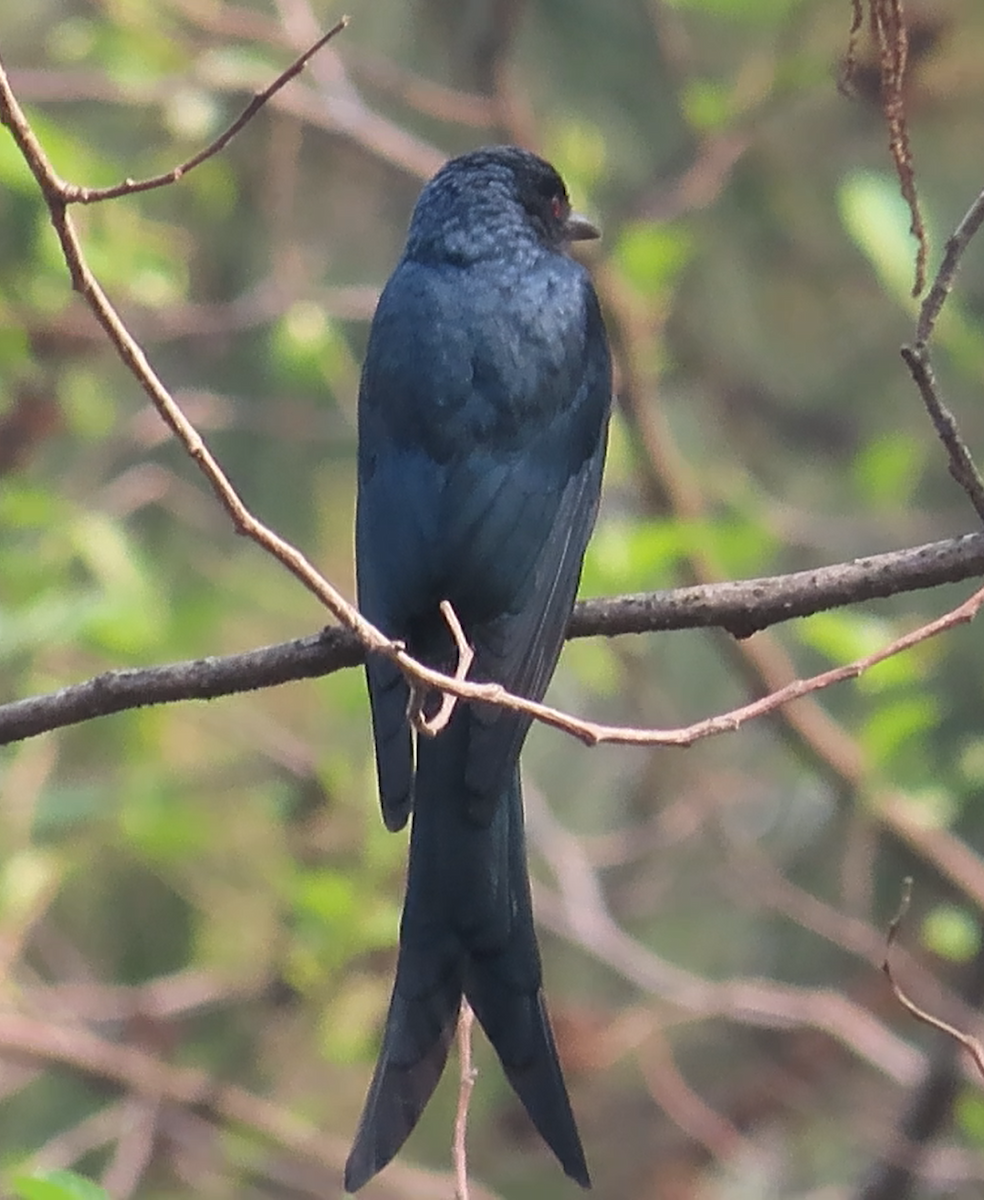 Ashy Drongo (Blackish) - ML617125458