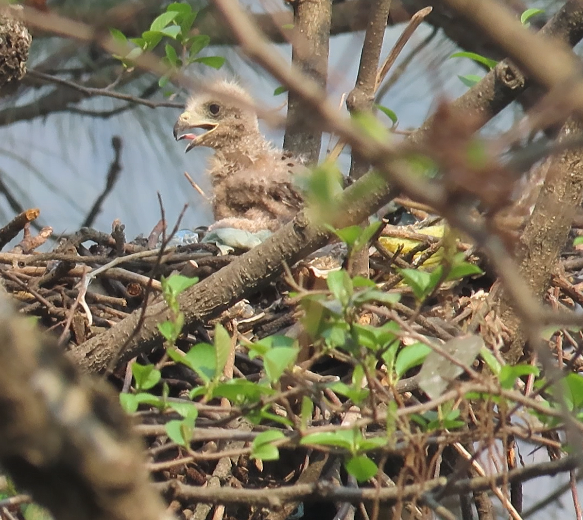 Nibbio bruno [gruppo migrans] - ML617125472