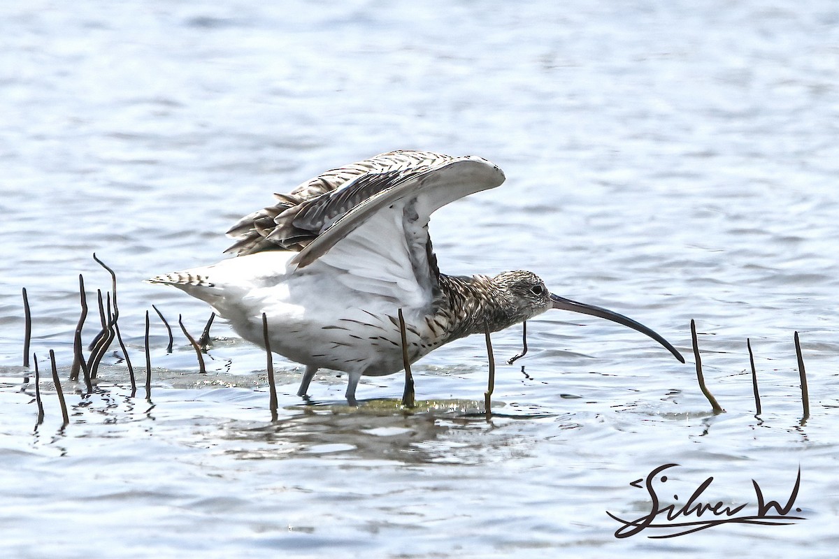 Eurasian Curlew - ML617125486