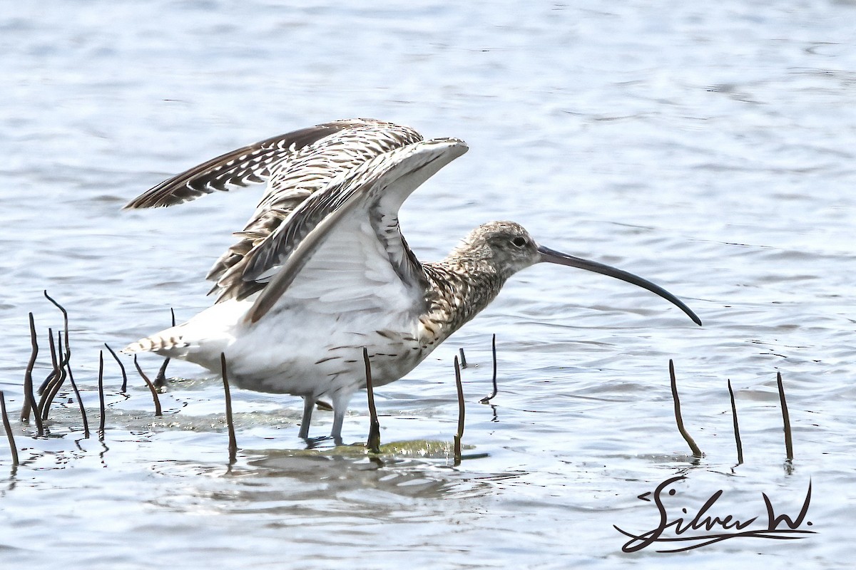 Eurasian Curlew - ML617125488