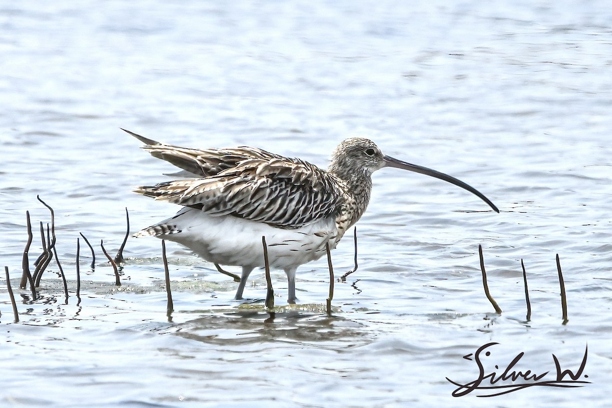 Eurasian Curlew - ML617125489