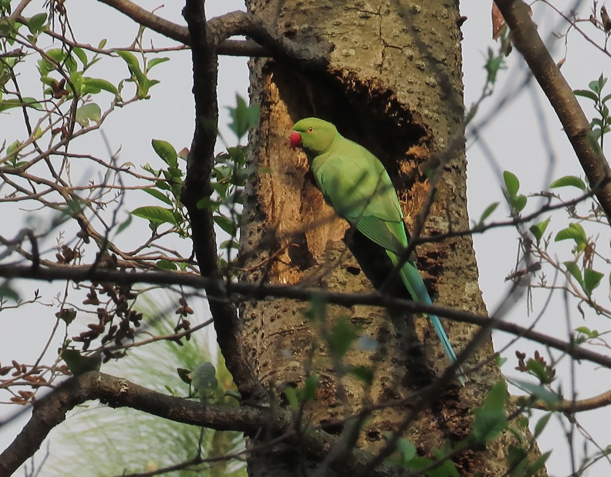 Parrocchetto dal collare - ML617125490