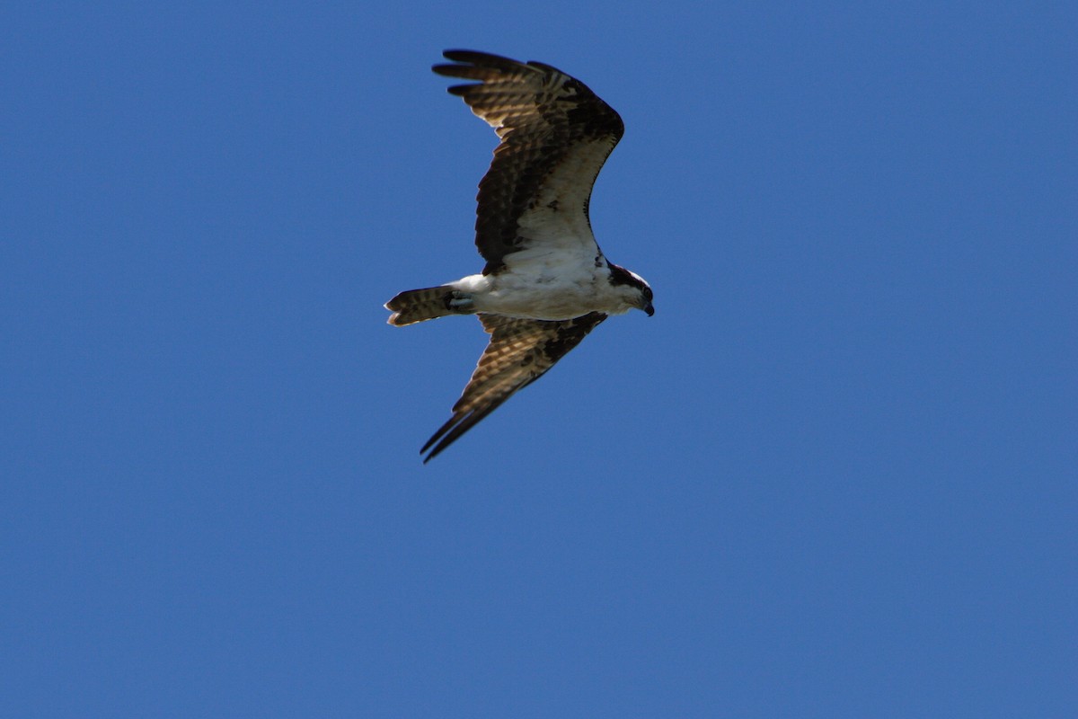 Osprey - ML617125548