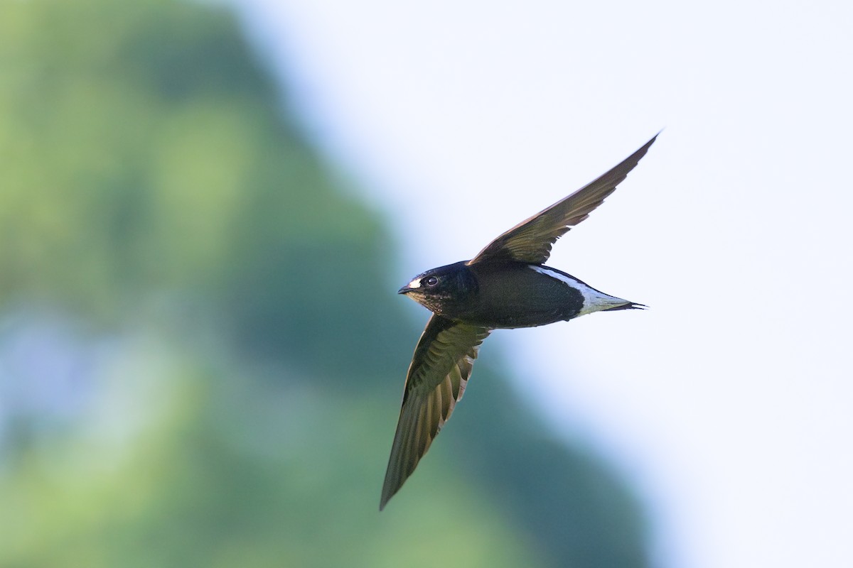 Brown-backed Needletail - Sylvain Reyt