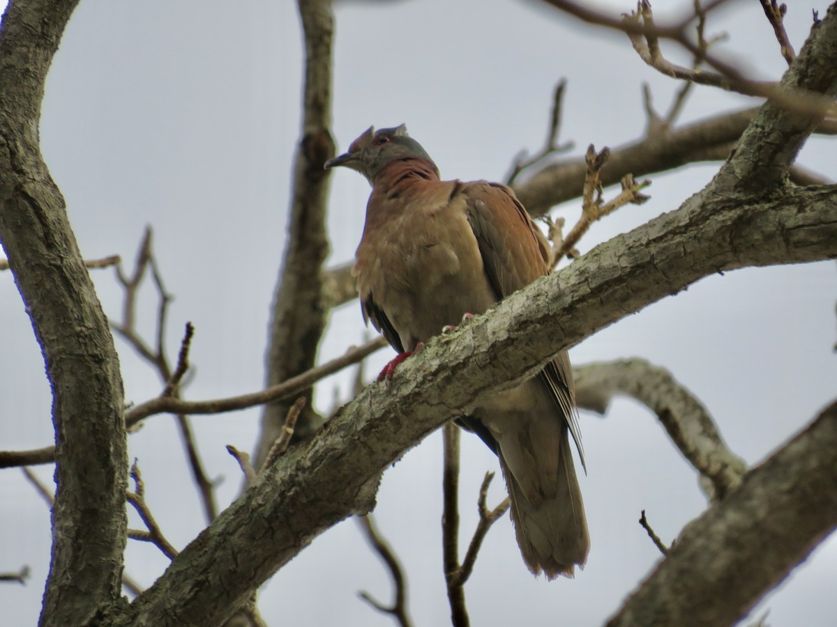 Pale-vented Pigeon - Sally Bergquist