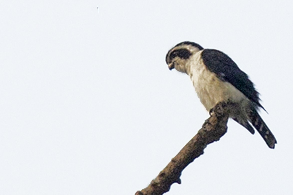 Pied Falconet - Saravanan Janakarajan