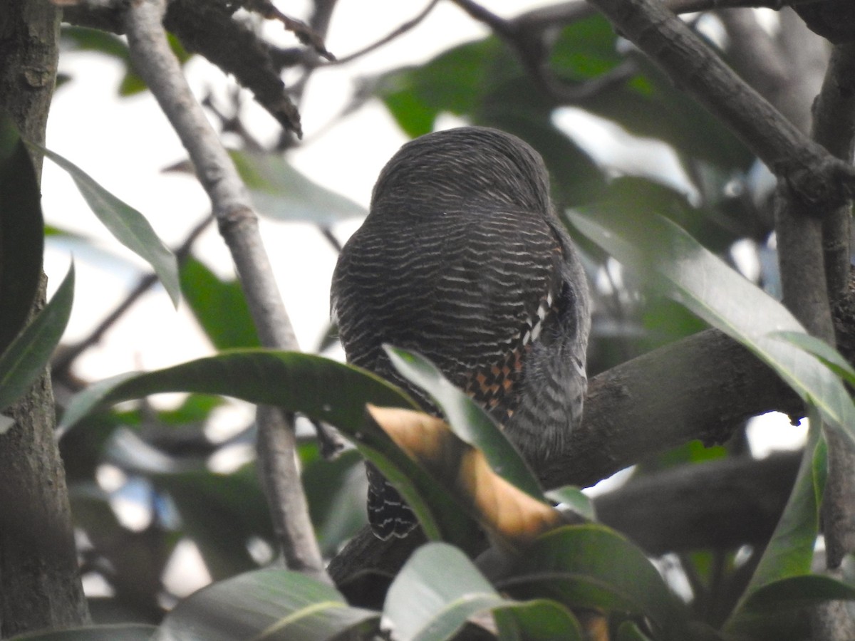 Jungle Owlet - Kiranmayee K