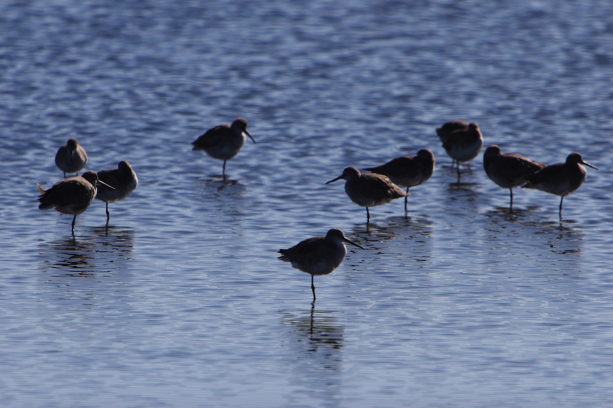 Short-billed Dowitcher - ML617125709