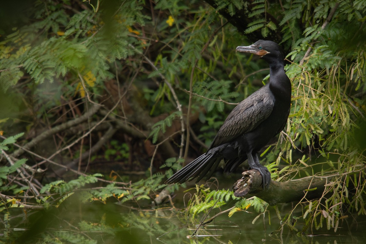 Cormorán Biguá - ML617125736