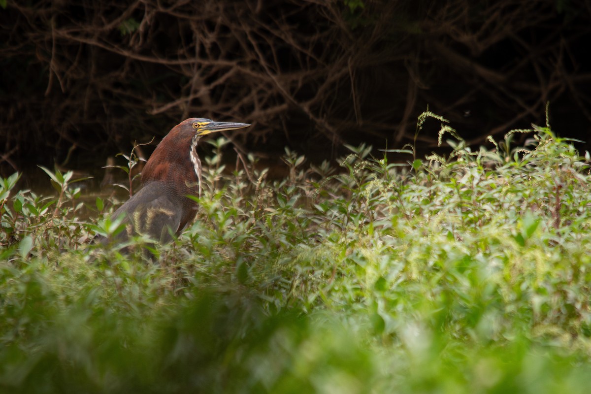 Rufescent Tiger-Heron - Retief Williams