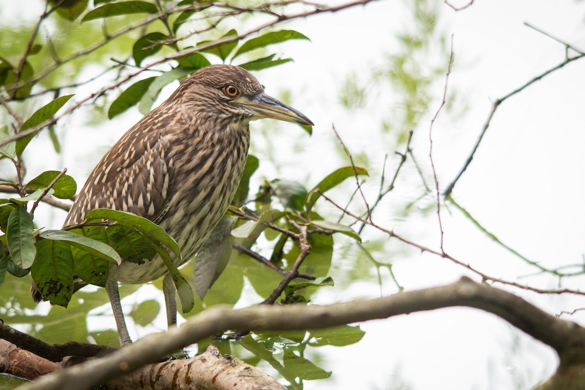 Black-crowned Night Heron - ML617125742