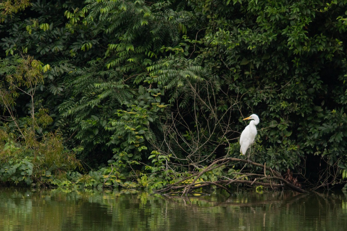 Great Egret - Retief Williams