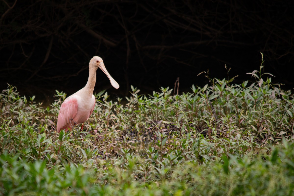 Roseate Spoonbill - ML617125751