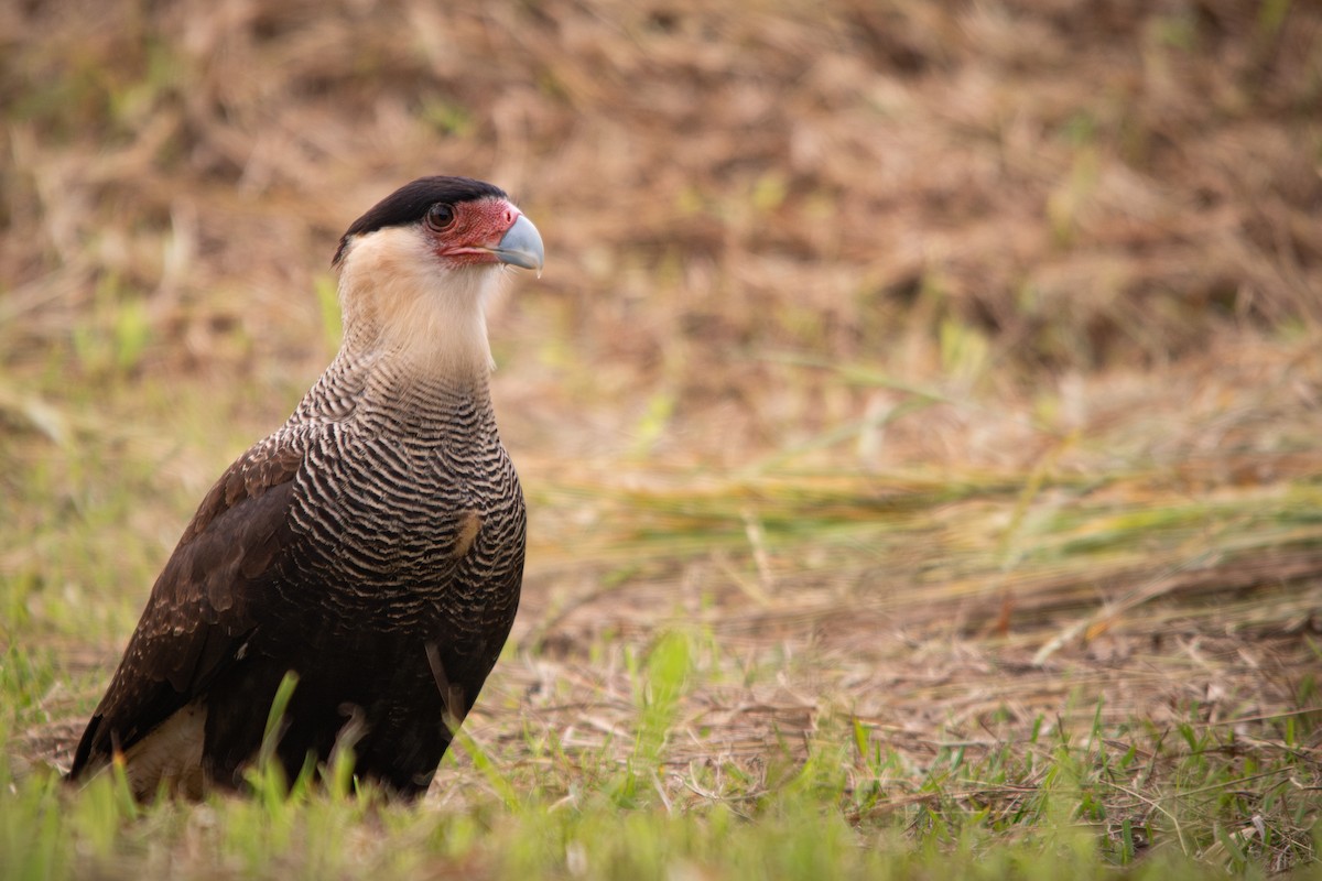 Caracara Carancho - ML617125766