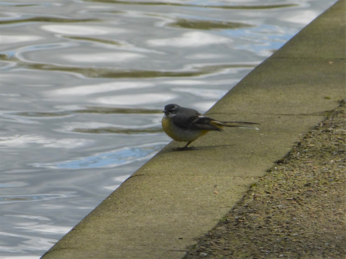 Gray Wagtail - Clive S. & Sheila M. Williamson