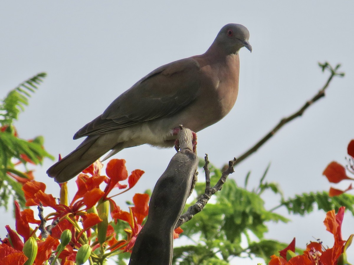 Pale-vented Pigeon - Sally Bergquist